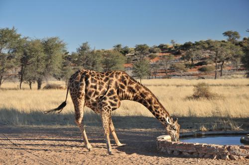 Intu Afrika - Zebra Lodge (2)